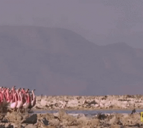 Flamingo Family GIF