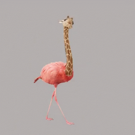 Flamingo Giraffe Fusion GIF