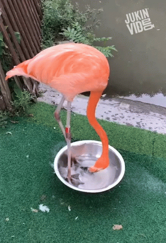 Flamingo In A Basin GIF