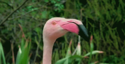 Flamingo Quick Look GIF