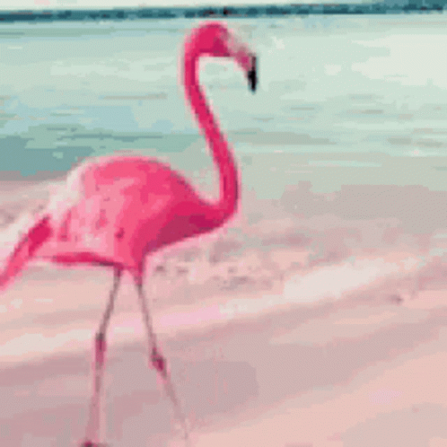 Flamingo Walking By The Beach GIF