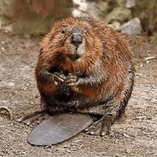 Flashing Beaver Image In Nature GIF