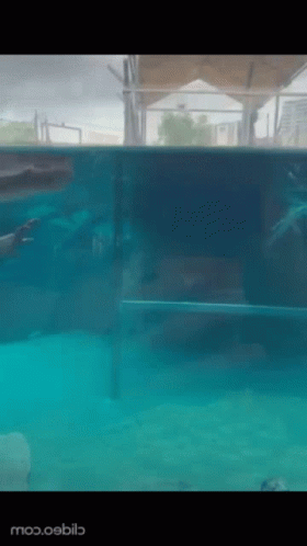 Little Crocodile Floating On Pool GIF