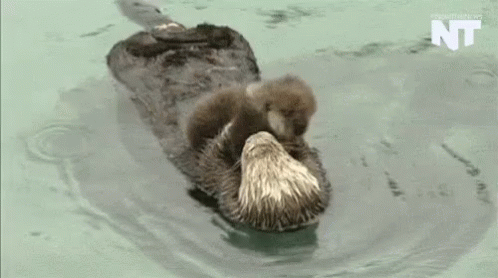 Adorable Mom And Baby Otters Floating GIF