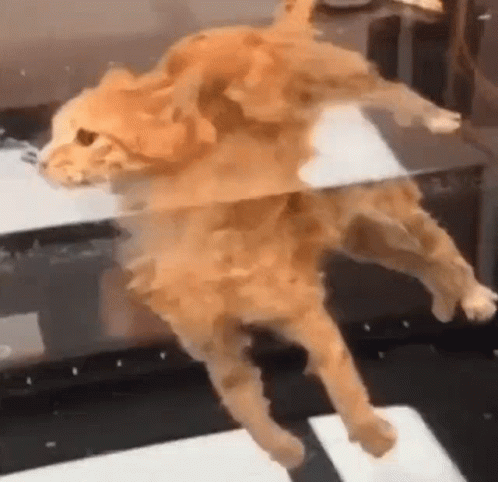 Cute Ginger Cat Floating In Water GIF