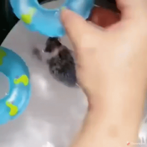 Hedgehog Floating In Water GIF