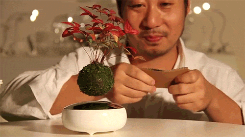 Floating Bonsai Plant Magic Trick GIF