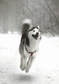 Floating Husky Spinning Tail GIF