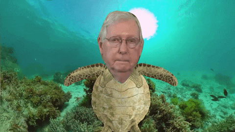 Floating Mitch Mcconnell Turtle GIF