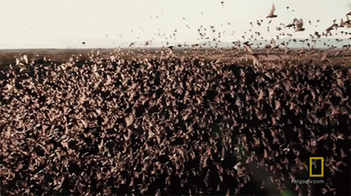 Flock of Birds Flying Over Field National Geographic