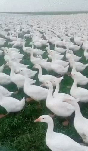Flock Of Duck Rushing In Meme GIF
