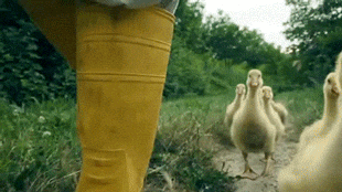 Flock Of Ducks Following Farmer Meme GIF