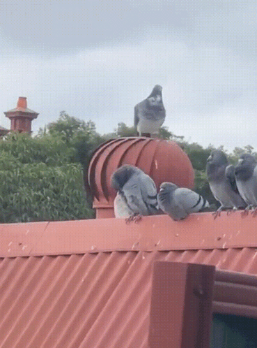 Flock of Pigeons on Red Roof