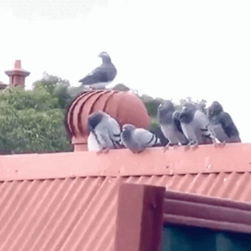 Flock of Pigeons on Rooftop