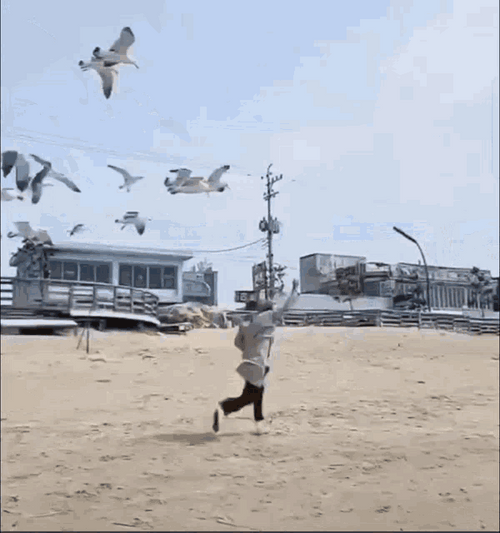Flock Of Seagulls Attacking Man Running Away GIF