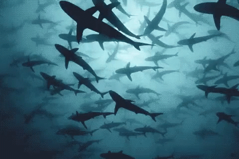 Flock Of Sharks Swimming Watch For Sharks GIF