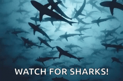 Flock Of Sharks Swimming With Watch For Sharks GIF
