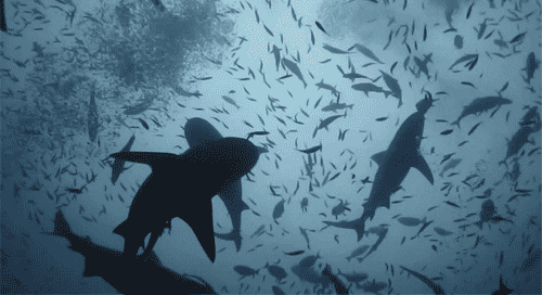 Flock Of Sharks Underwater GIF