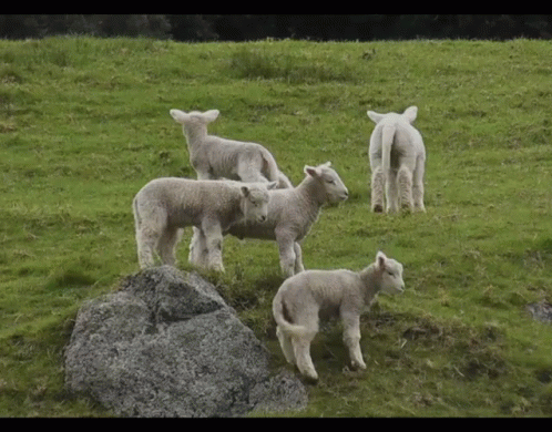 Flock of Sheep in Grassy Field