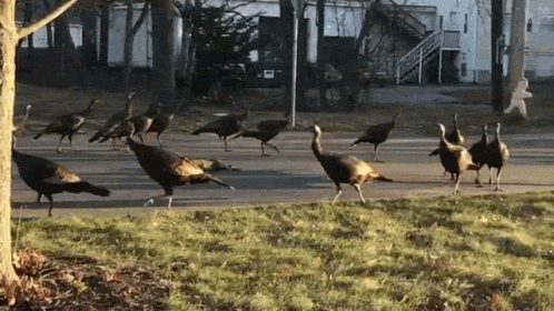 Flock of Turkeys Walking Down Street