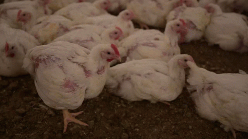 Flock of White Chickens Laying