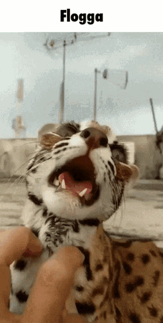 Flogga Leopard Gif GIF