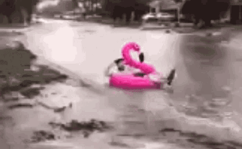 Flood Street Rafting Floating Pink Flamingo GIF