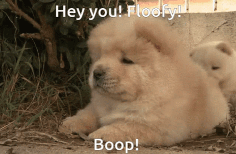 Floofy Boop On Cute Chow Chow GIF