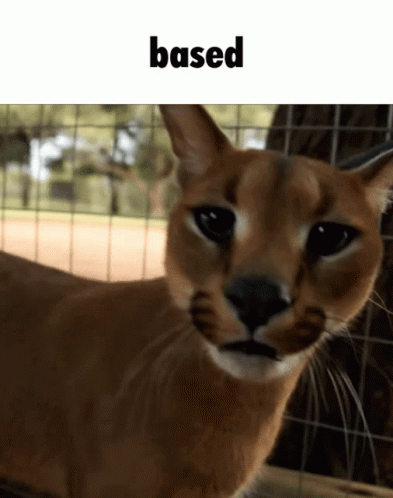 Floppa Caracal Knocking Down Camera GIF