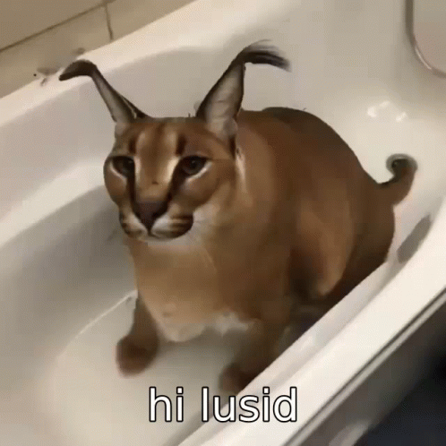 Floppa Chubby Caracal Image Slide GIF