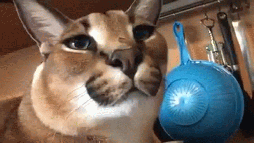 Floppa Fierce Feline Intense Stare GIF