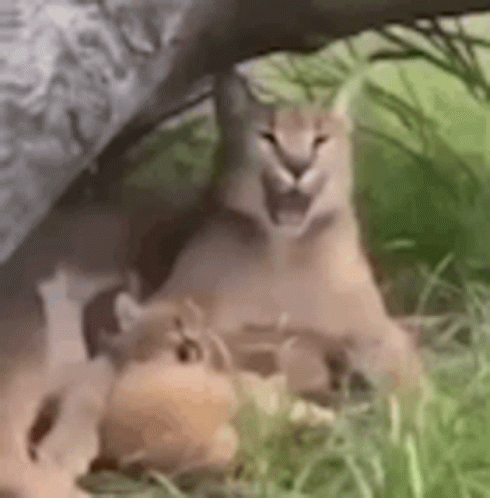 Floppa Mother And Baby Big Yawn GIF
