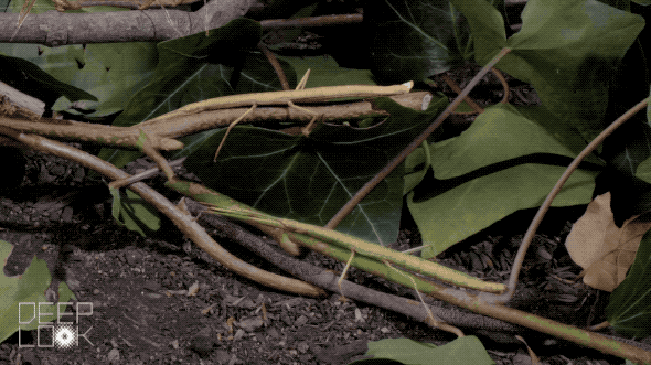 Floppy Stick Bug On The Branch GIF