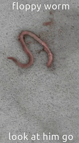 Floppy Worm on Concrete Saying Look at Him Go
