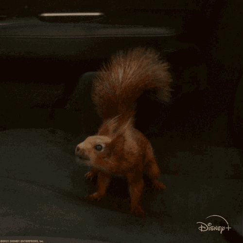 dramatic squirrel gif