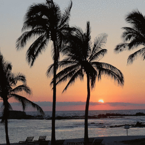 Swaying Florida Palm Trees During Sunset GIF