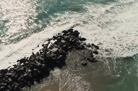 Florida California Beach GIF