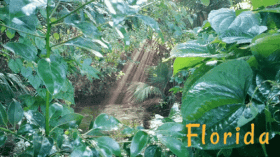 Florida Sunlight Break In Lake GIF
