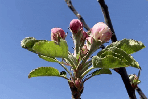 Flower Apple Tree Shaking GIF