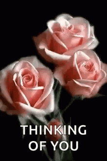 Thinking Of You Pink Roses Flower Blooming GIF