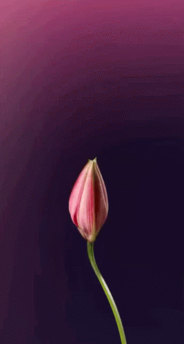 Pink Lily Flower Blooming GIF