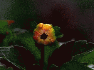 Pink Dahlia Flower Blooming GIF