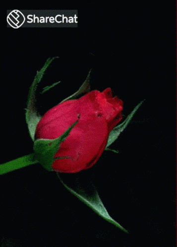 Red Rose Flower Blooming GIF