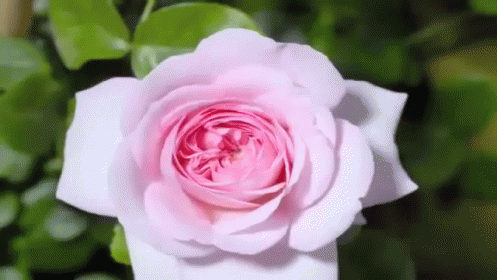 Garden Rose Flower Blooming GIF