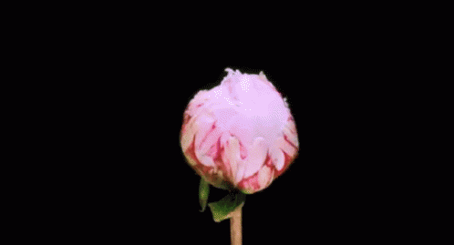 Chinese Peony Flower Blooming GIF