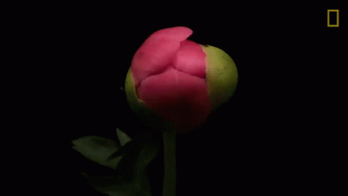 Pink Peony Flower Blooming GIF