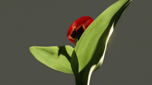 Tulip Flower Blooming GIF