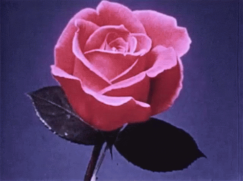 Vintage Pink Rose Flower Blooming GIF
