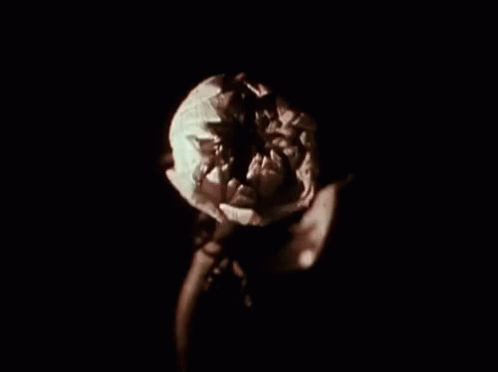 Sea Pods Flower Blooming GIF