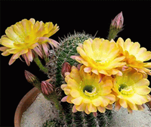 Yellow Cactus Flower Blooming GIF